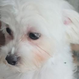 Maltese, Maltipoos, and Poodles from DeVall Maltipoos
