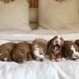 Goldendoodle Puppies from Howard House of Paws