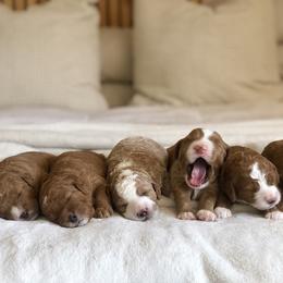 Goldendoodle Puppies from Howard House of Paws