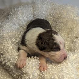 Australian Shepherd Puppies from Firelight Australian Shepherds