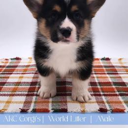 Pier - Black and tan male Pembroke Welsh Corgi puppy in Pine Village, Indiana from NL Horsemanship