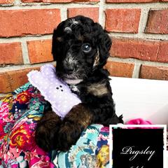 Pugsley Addams - male Australian Mountain Doodle puppy in Corydon, Indiana from Ridgeline Doodles