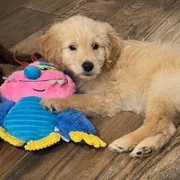 Oliver - Cream male Goldendoodle puppy in The Woodlands, Texas from Gracie's Goldendoodles and Bernedoodles