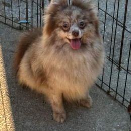 Indy - Pomeranian