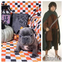 Frodo Baggins - Blue male French Bulldog puppy in Denver, Colorado from Mecham Family kennels -MechamFrenchies