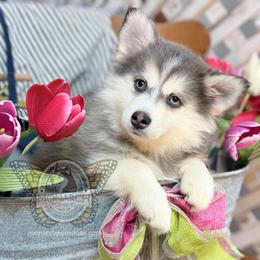 Monarch Garnet - Gray and white female Pomsky puppy in Greeley, Colorado from Monarch Pomskies | Northern Colorado