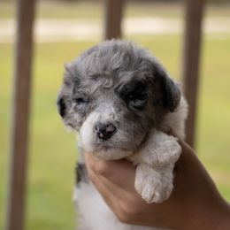Sheepadoodle puppies from Wonderland’s Boujie Kennels