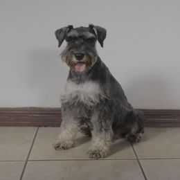 Athena - Miniature Schnauzer