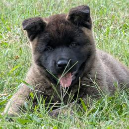 Nebula's Girl 2 - Black female Akita puppy in South Carolina from Sierra Mountain Akitas