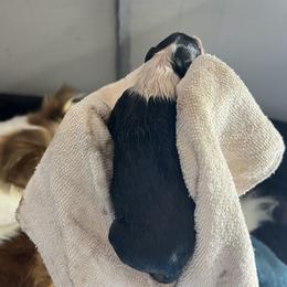 Collie Puppies from Jolly Collies