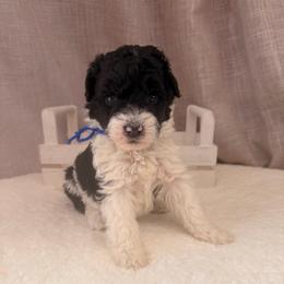 Butterfinger - Black and white male Bernedoodle puppy in Luana, Iowa from Country View Bernedoodles and Goldendoodles