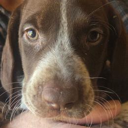 4th pick Male - Black and white male German Shorthaired Pointer puppy in Forest Lake, Minnesota from Northern Lights Goldens