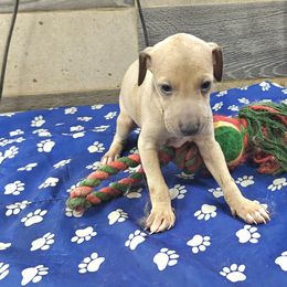 Armani - Fawn male Italian Greyhound puppy in Duncanville, Texas from Oremor's