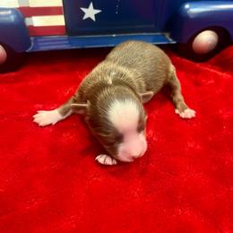 Dante - Red tri male Toy Australian Shepherd puppy in Miami, Oklahoma from HighEnd Aussies