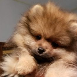 Pomeranians and Shetland Sheepdogs from Emerald Valley Shelties and Pomeranians