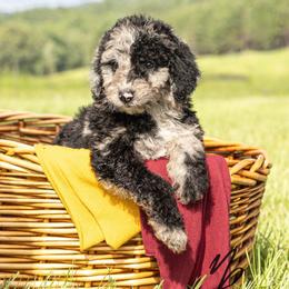 Jessie - Merle female Sheepadoodle puppy in Lumberton, Mississippi from Doris’ Darlin Doxies & Doodles