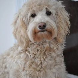 Sunday - Australian Labradoodle