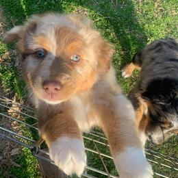 Australian Shepherd Puppies from IQ Farms Australian Shepherds