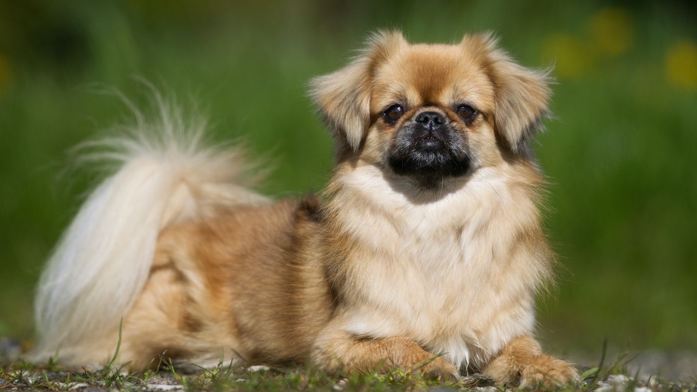Tibetan Spaniel