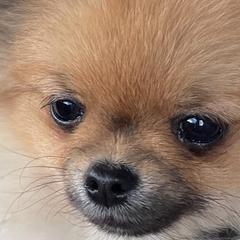 Pomeranians from Chaos Central Valley