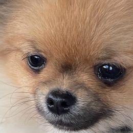 Pomeranians from Chaos Central Valley