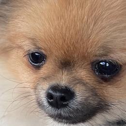 Pomeranians from Chaos Central Valley