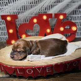 Boy 1. Shaded red - Red male Dachshund puppy in Bald Knob, Arkansas from Victoria’s Dachshunds