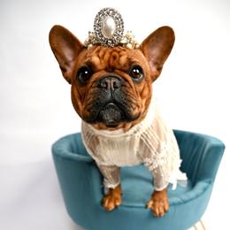 Praline - French Bulldog