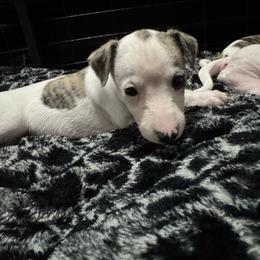 Infinity - White and fawn brindle female Whippet puppy in Winter Garden, Florida from Infinity Whippets