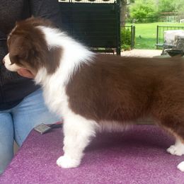 Australian Shepherd Puppies from Highline