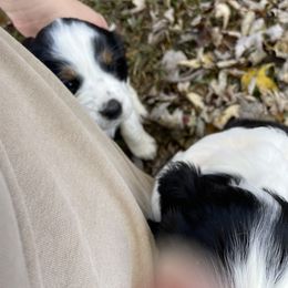 English Springer Spaniel Puppies from Cedar Ridge Kennels