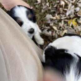 English Springer Spaniel Puppies from Cedar Ridge Kennels