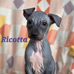 Ricotta - Black tan and white male American Hairless Terrier puppy in Fort Wayne, Indiana from Mapleleaf AHT