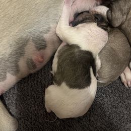 LeFou - White and red brindle Whippet puppy in London, Kentucky from Tigger’s Whippets