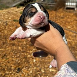 Shelley - Black white and brown female Basset Hound puppy in El Sobrante, California from Happy Hills Bassets