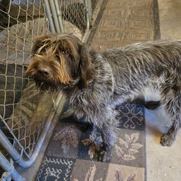 Wirehaired Pointing Griffon puppies from Agassiz Wirehaired Pointing Griffons