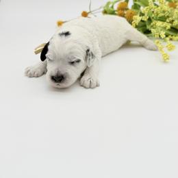 Encore - Black and chalk female Australian Labradoodle puppy in Denton, Texas from Dignity Labradoodles