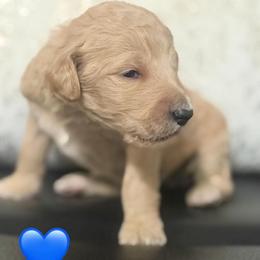 Max - Apricot male Goldendoodle puppy in Naples, Florida from Goldendoodles Of Naples