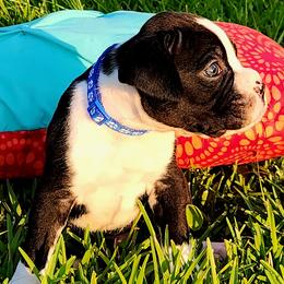 Boxer Puppies from Amanda Edwards