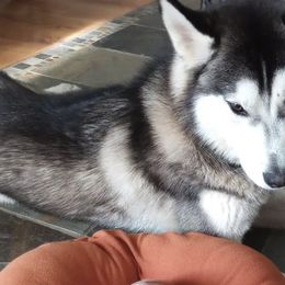 Siberian Huskies from Northern Echo Siberians