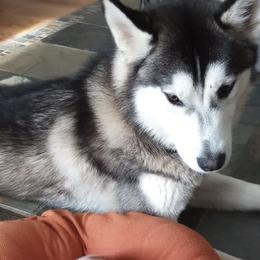 Siberian Huskies from Northern Echo Siberians