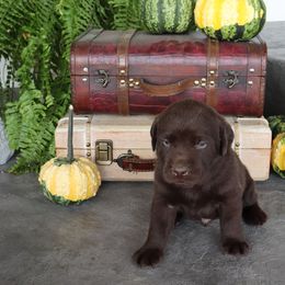 Skipper - Chocolate male Labrador Retriever puppy in Camden, Indiana from Camden's Caring Canines