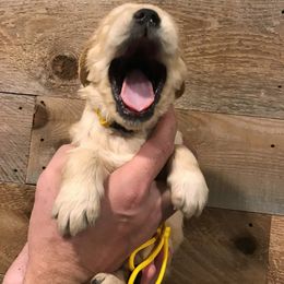Golden Retriever Puppies from Big Rock Goldens