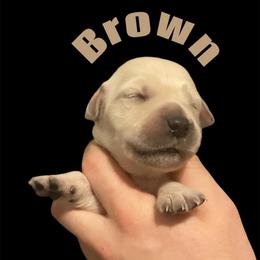 Brown collar - Golden male Golden Retriever puppy in Peoria, Arizona from Westwing Retrievers