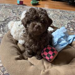 Russian Tsvetnaya Bolonka Puppies from Castlebar