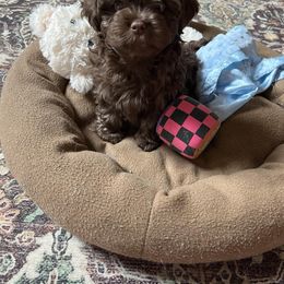Russian Tsvetnaya Bolonka Puppies from Castlebar