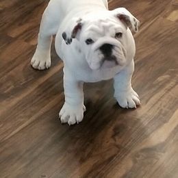 Bulldog Puppies from Guinn’s Bulldogs