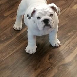 Bulldog Puppies from Guinn’s Bulldogs