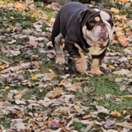 Moo - Bulldog