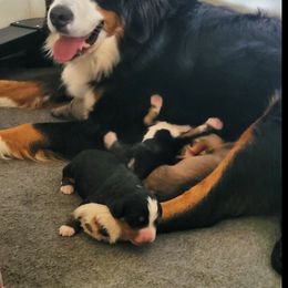 Bernedoodle Puppies from Refined Doodles